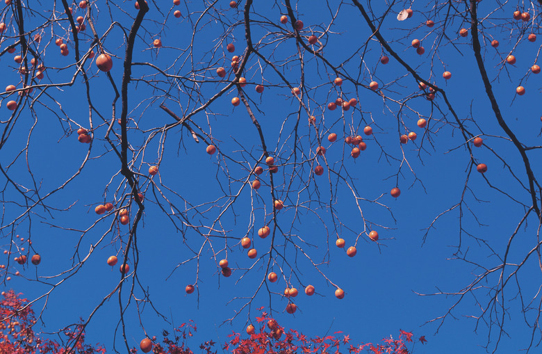 Branches of fruit tree