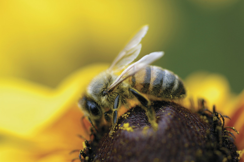 Close-up of honeybee Brown-Eyed Susan flower