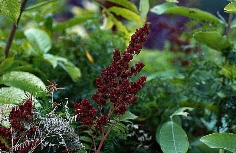 Sumac fruits and foliage