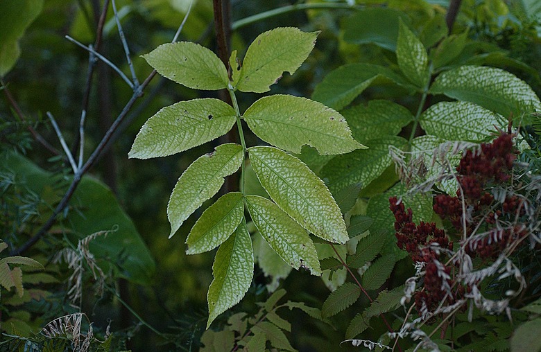 Sumac leaves and fruits