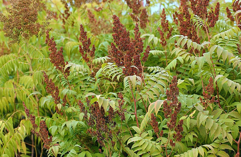 Sumac leaves and fruits