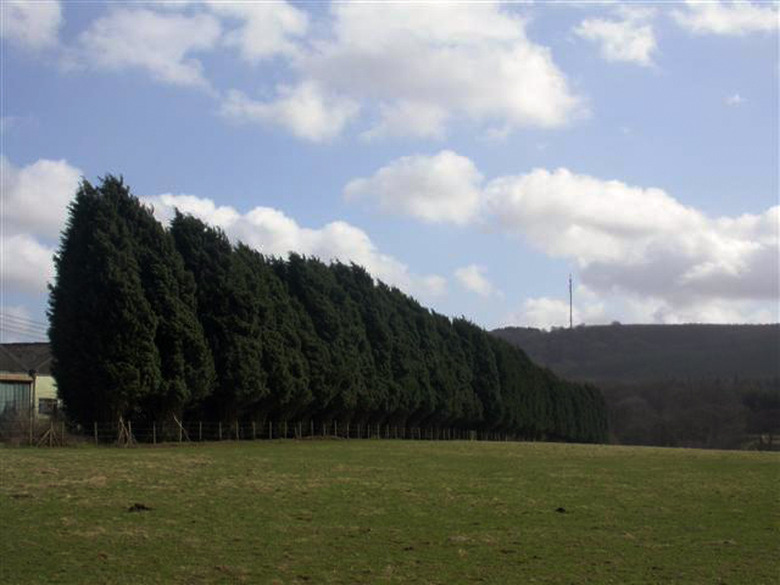 A wall of Leyland cypress tees (x Hesperotropsis leylandii) blowing in the wind.