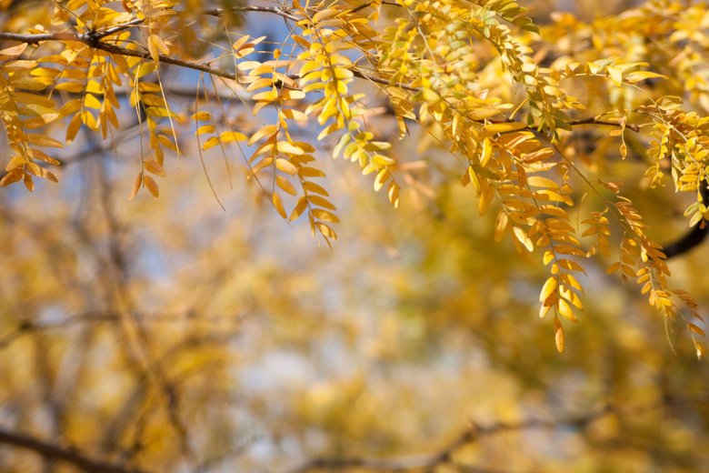 Honeylocust Bough Horizontal