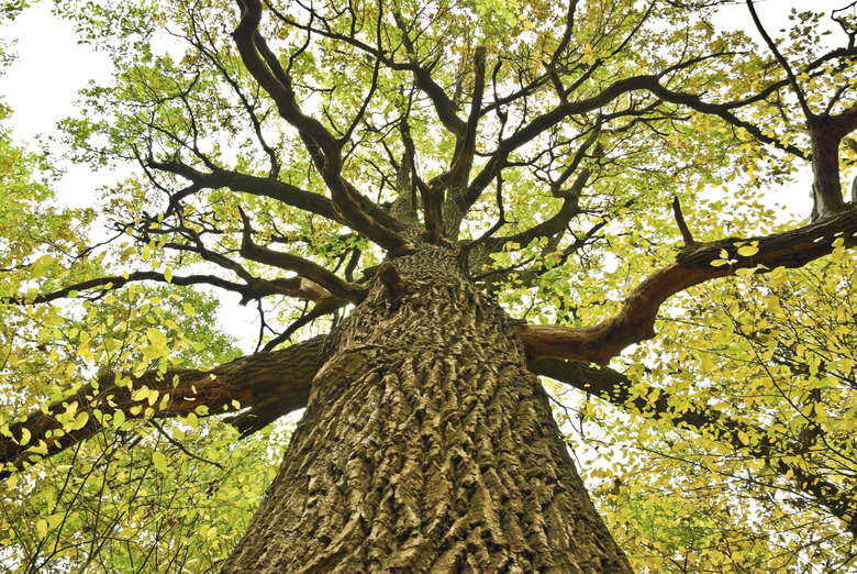 Big old oak tree in the autumn forest.