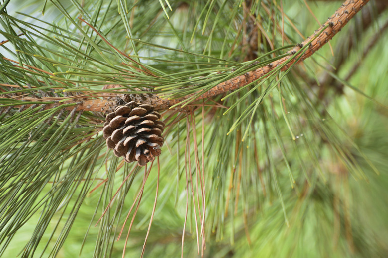 brown pine cone of pine tree