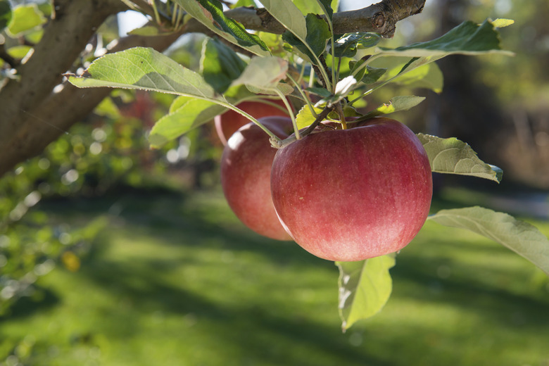 Red, ripe apple fruits on a branch