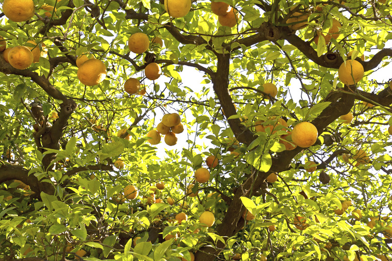 Lemon trees in a citrus grove in Sicily