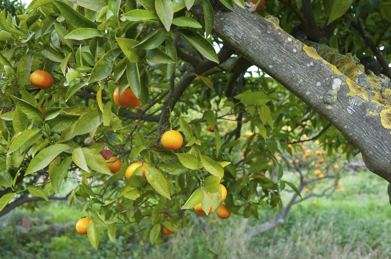 Ripe oranges