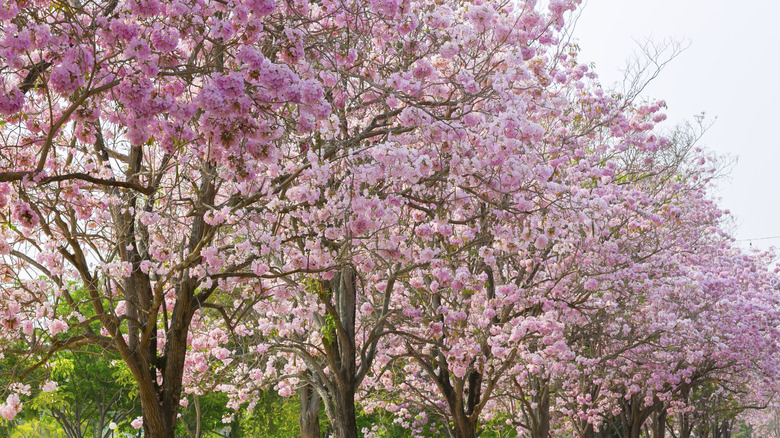 Pink flowers Tabebuia rosea blossom