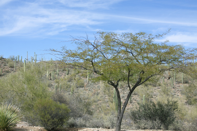 Desert Tree and Sahauros