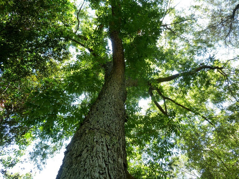 An upshot of a pecan tree (Carya illinoinensis).