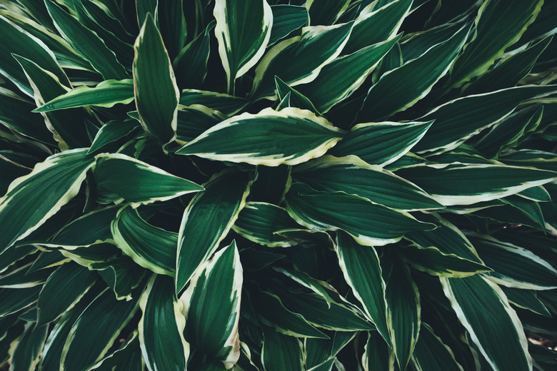 Biew From Above On Dark Hosta Leaves