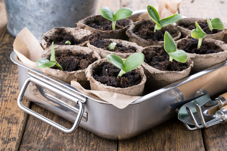 Young pumpkin sprouts