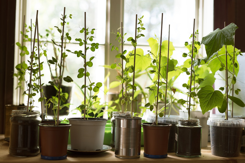 Hipster lifestyle kitchen-garden growing fresh organic vegetables in windowlight planted in many different reused potts