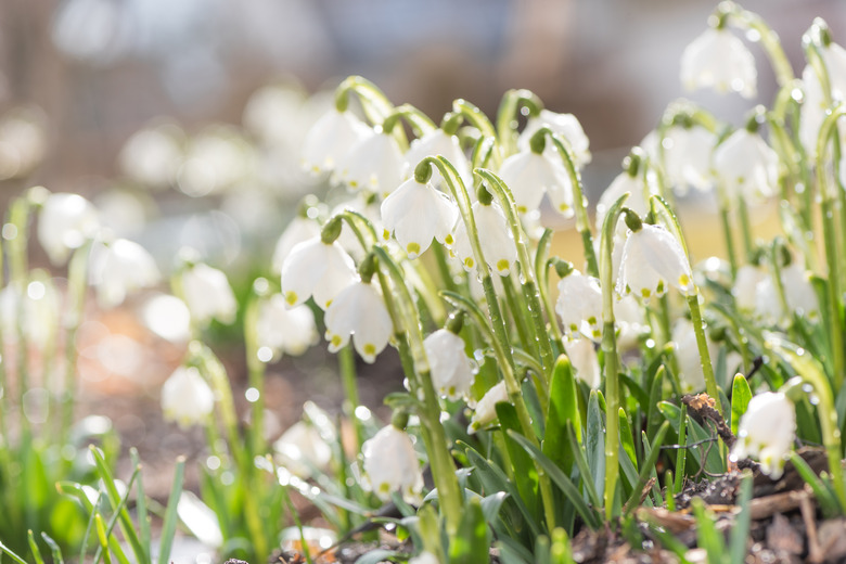 March cup, Leucojum vernum in spring in backlight