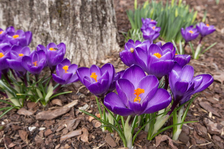 Crocus Macro I