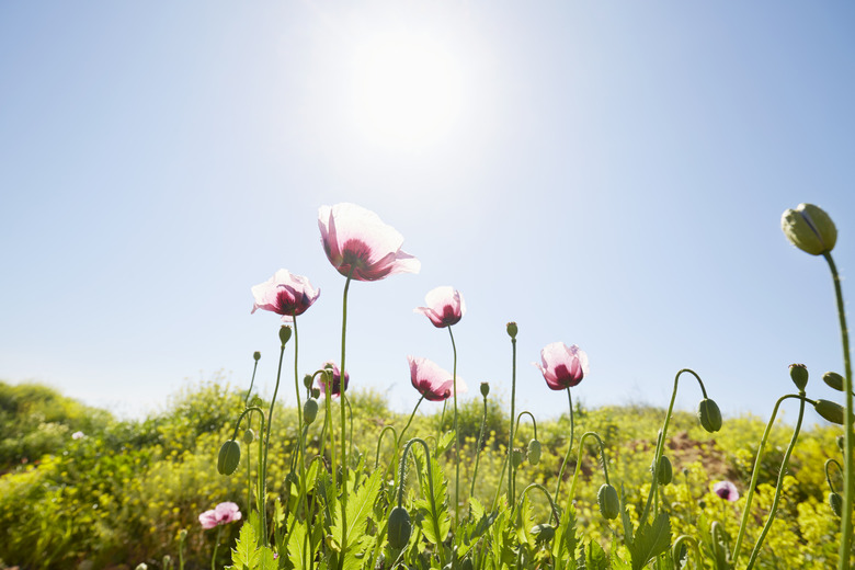 Close-up of poppies on green field against sunlight and blue sky