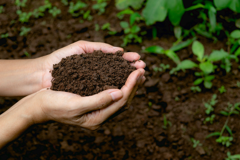 hand holding fertile soil for plant to growing in nature concept.