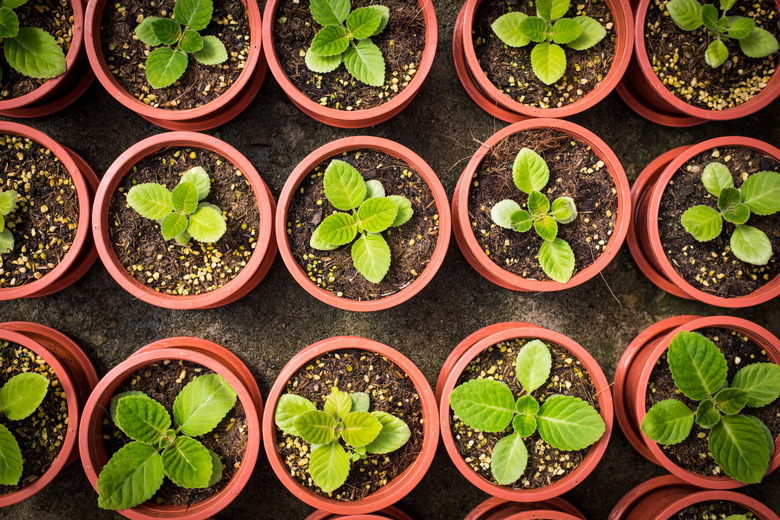 Potted seedlings growing in little brown pots arrange in top view for save the world concept.