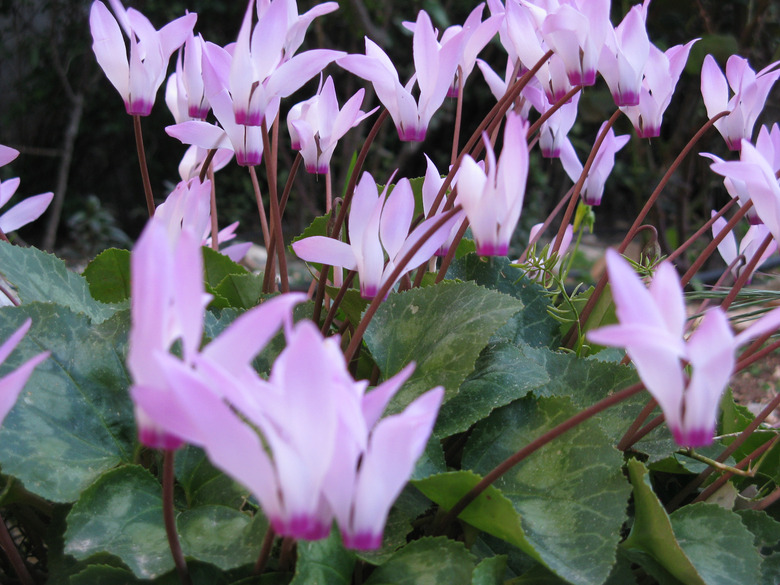 A close-up of some gorgeous pink and white cyclamen (Cyclamen persicum) flowers.