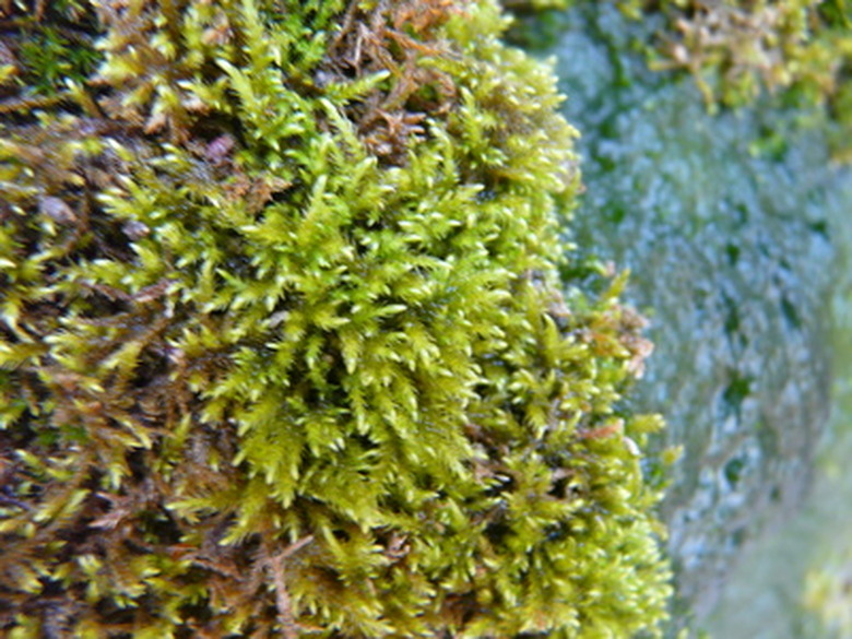 A close-up of some moss growing on a rock.