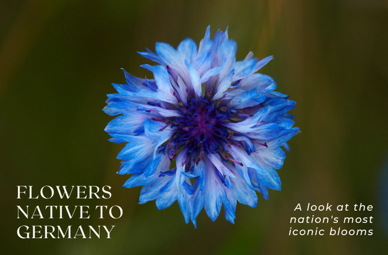 A vibrant blue and purple cornflower (Centaurea cyanus) bloom.