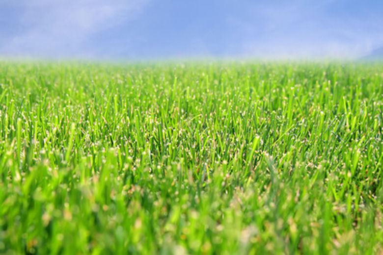 A ground-level shot of a grass lawn with a blue sky background.