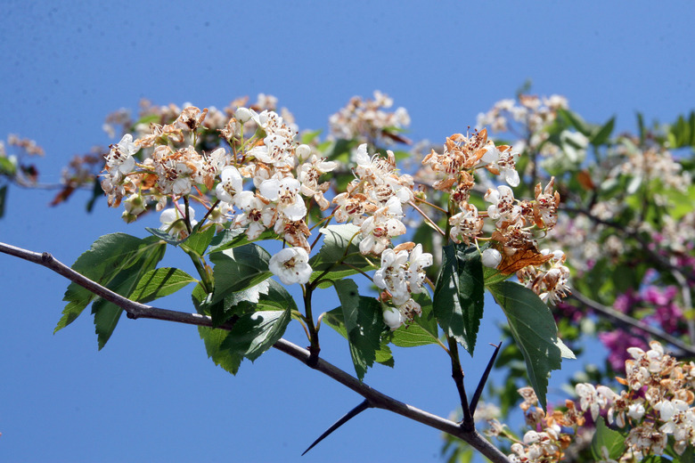 An upshot of a Winter King green hawthorn (Crataegus viridis 'Winter King') and its lovely white flowers.