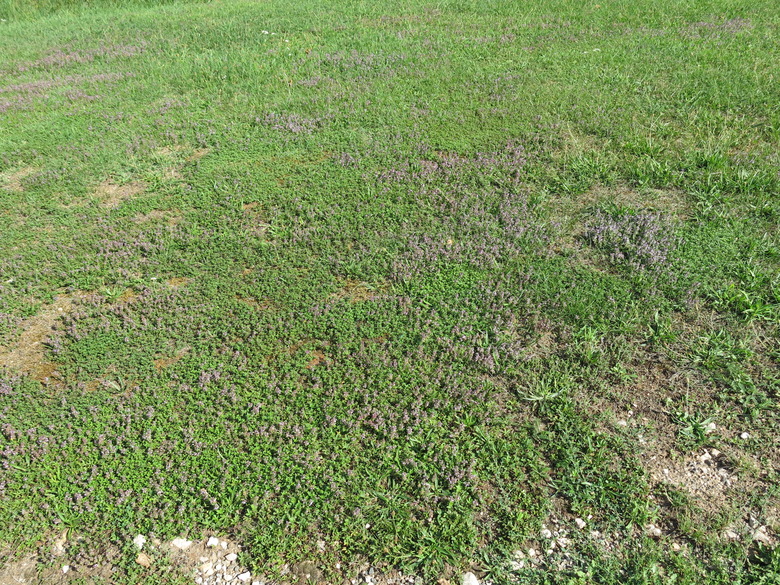 A field of creeping thyme (Thymus serpyllum) growing like a lawn.