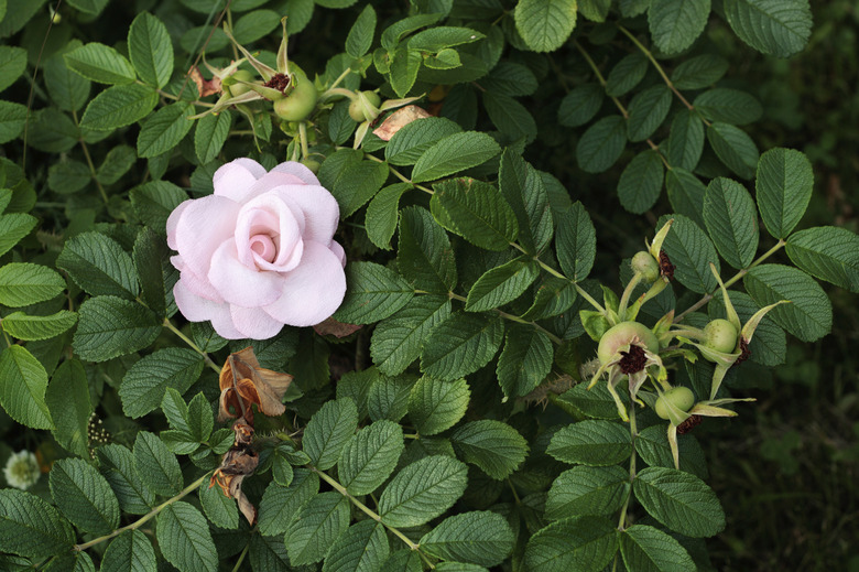 Dead flower