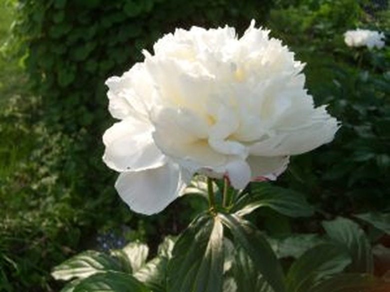 A delightfully full white peony flower.