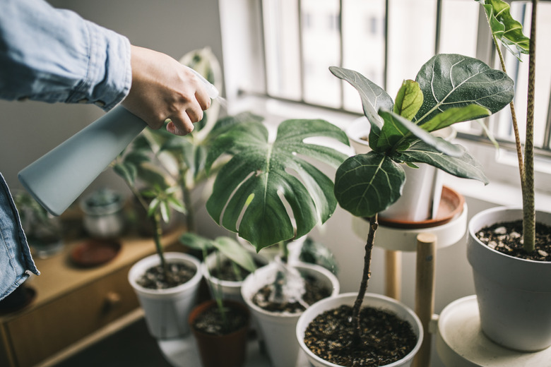 A person watering houseplants with a spray bottle.