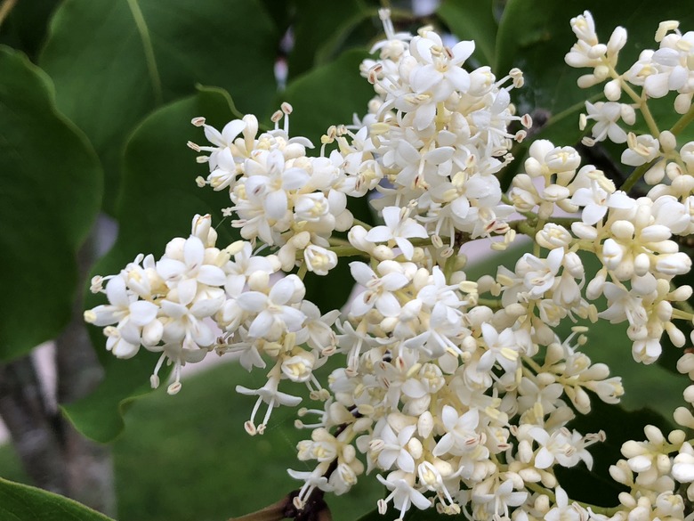 A close-up of the white flowers of a Japanese tree lilac (Syringa reticulata).