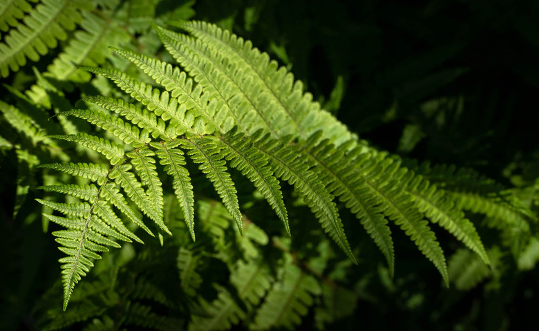 A close-up of an ostrich fern (Matteuccia struthiopteris) frond at night.