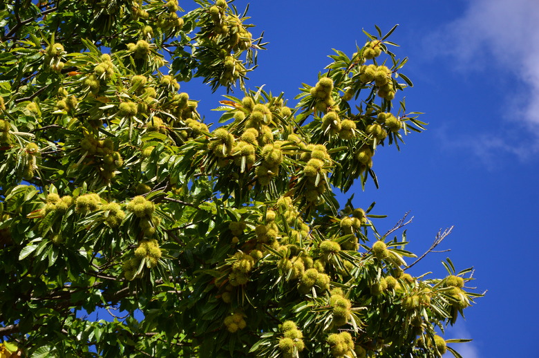 A low angle shot of a chestnut tree against the backdrop of a blue sky.