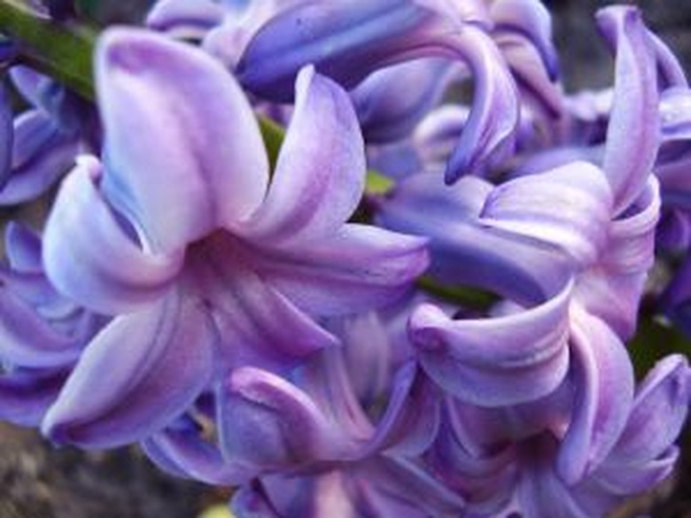 A close-up of some wonderfully purple and white hyacinth flowers.