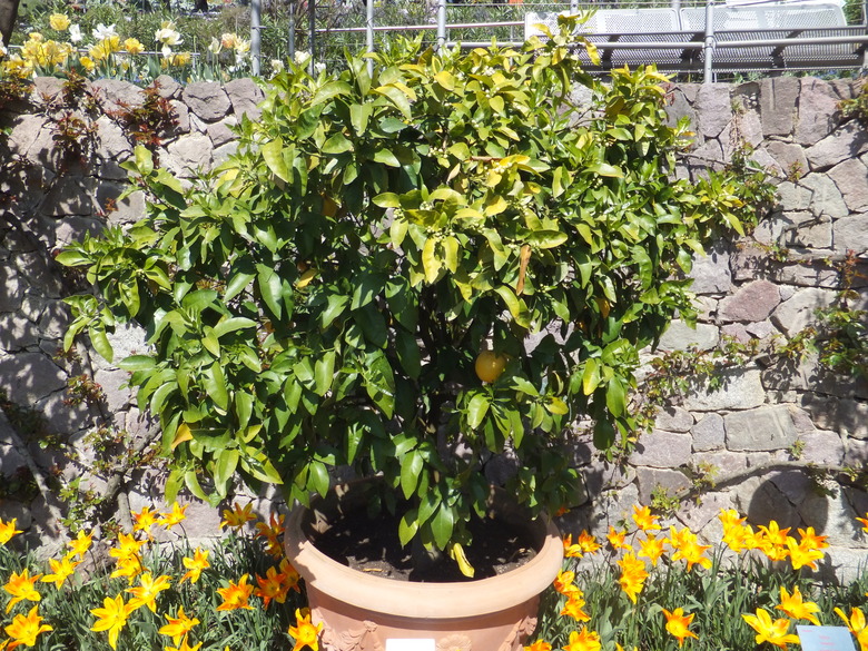 A potted grapefruit tree (Citrus x paradisi) growing in a backyard.