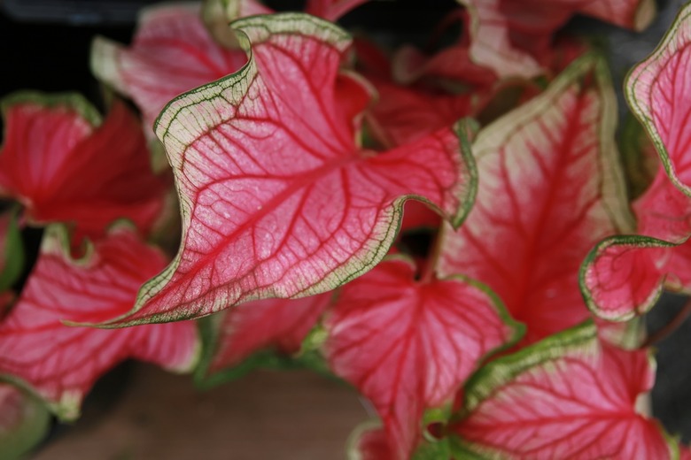 A close-up of some lovely pink and green leaves from a heart of Jesus caladium (Caladium bicolor 'Florida Sweetheart') plant.