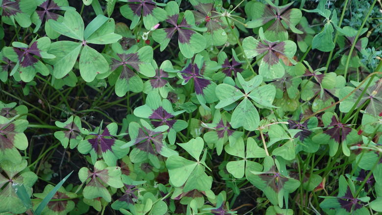 A nice patch of healthy iron cross (Oxalis tetraphylla), with their little black crosses on their leaves, growing in abundance.