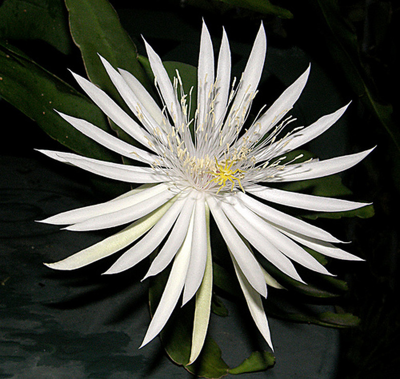 A close-up of a radiant, white epiphyllum flower in full bloom at night.