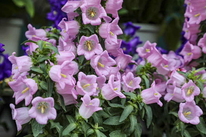 A group of delightfully pink and purple Canterbury bells (Campanula medium) flowers.