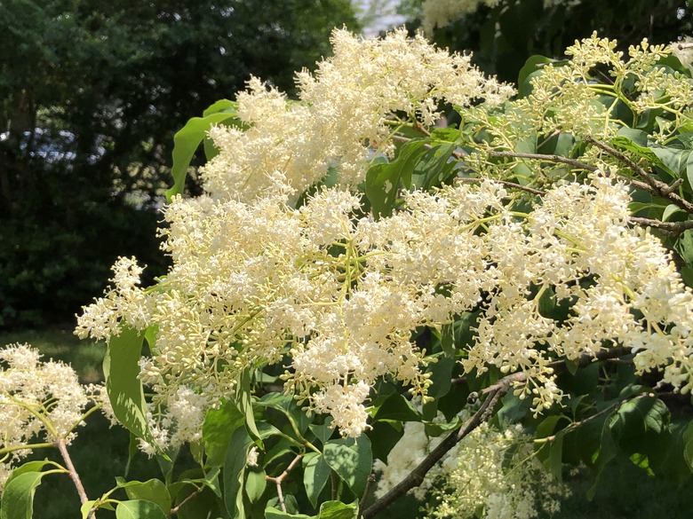 A close-up of a lovely Japanese tree lilac (Syringa reticulata) with yellow flowers.