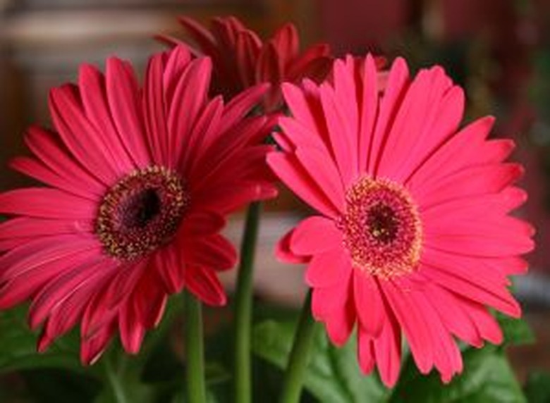 A close-up of three lovely pink gerbera daisies (Gerbera jamesonii).