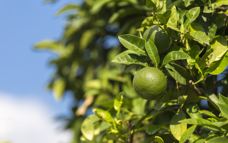 Nearly ripe limes growing on a tree.