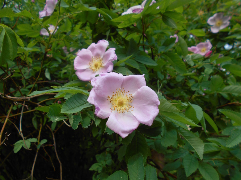 A close-up of a Carolina rose (Rosa carolina) bush with some light pink flowers in bloom.