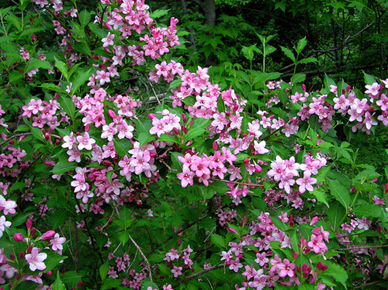 A weigela bush (Weigela florida) displaying lovely pink flowers.