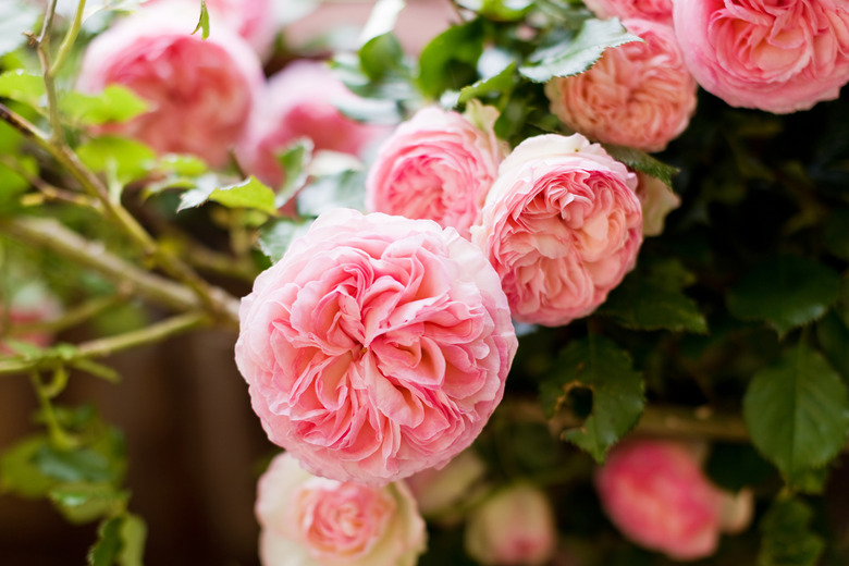 Lovely pink roses facing the camera.