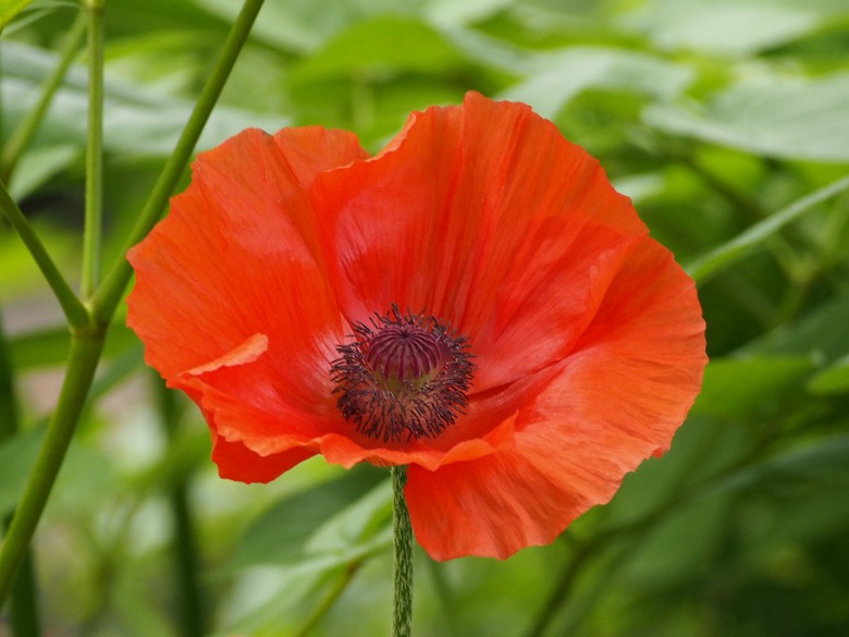 A close-up of a deeply orange-red Oriental poppy (Papaver orientale).