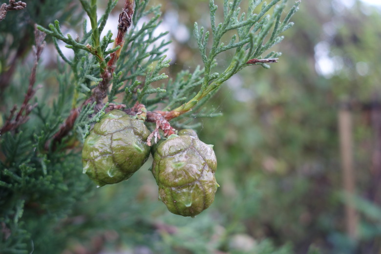 A close-up of a branch of an Italian cypress tree (Cupressus sempervirens).