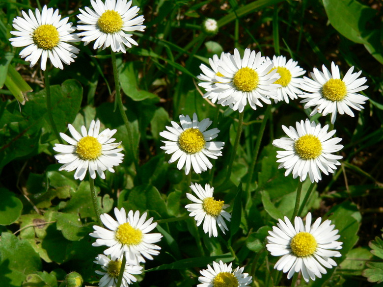 A handful of lovely white English daisy (Bellis perennis) flowers opening up to the sun.